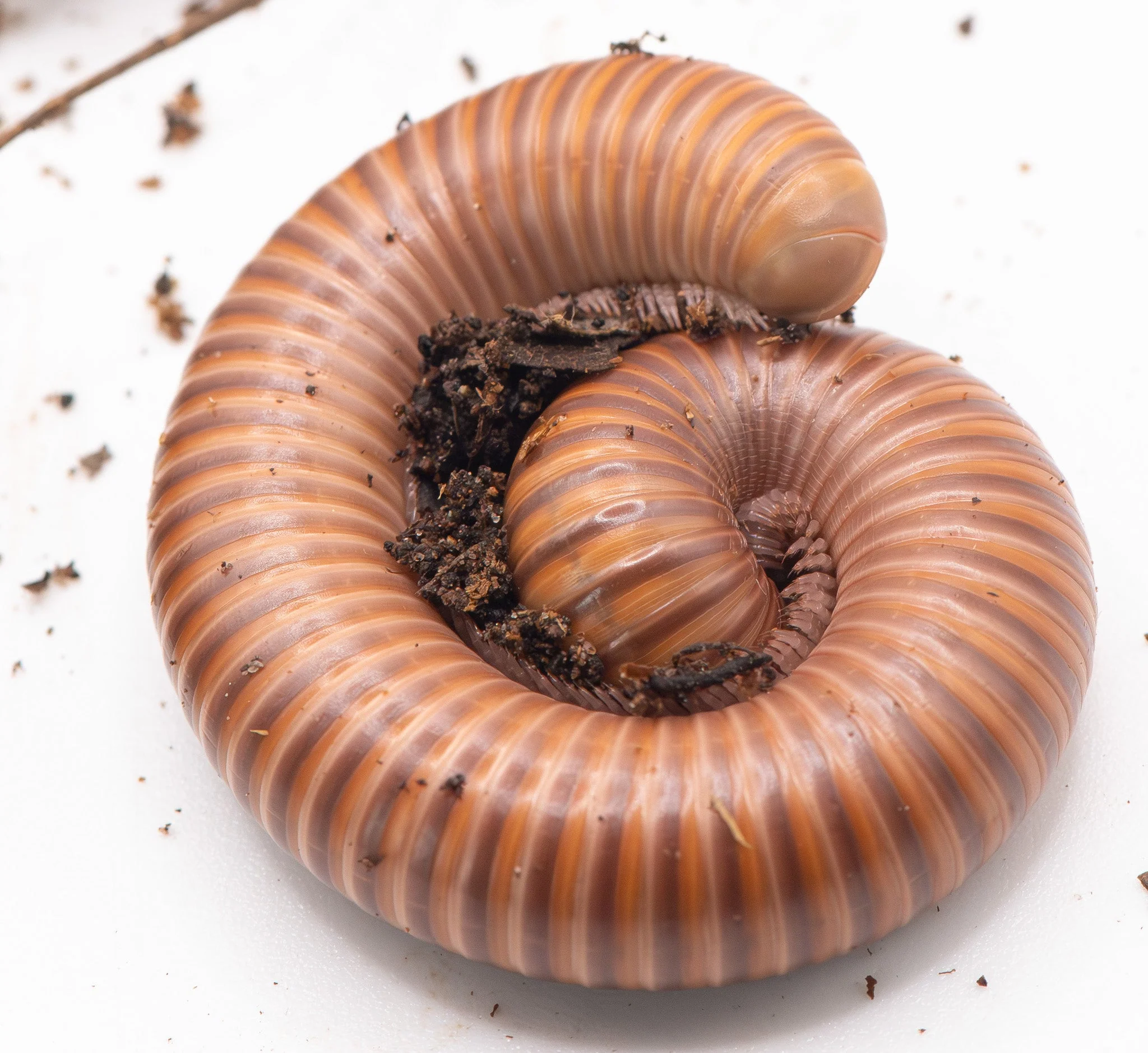 Rubber Ducky Isopods